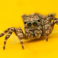 Jumping Spider - Sitticus pubescens 3 